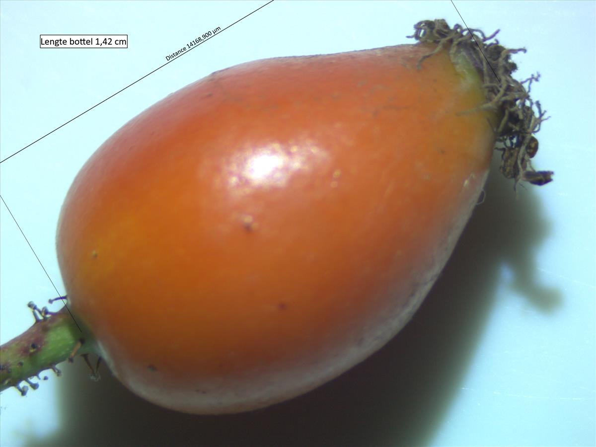 Rosa micrantha (door Jan Klinckenberg)